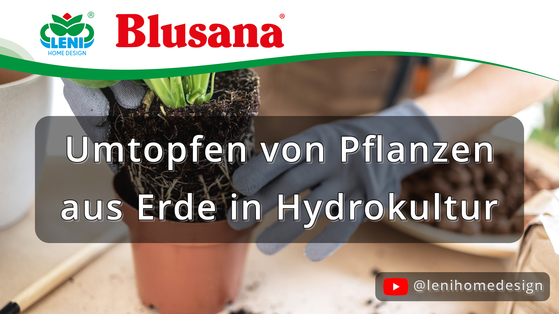 Umtopfen von Pflanzen aus Erde in Hydrokultur
