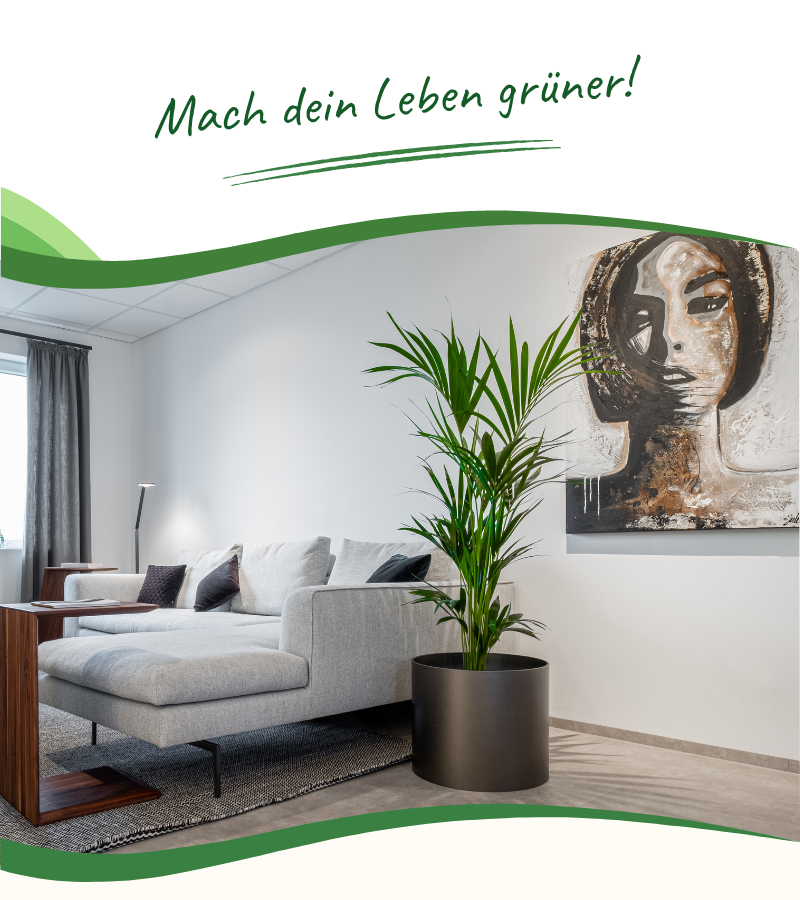 Wohnzimmer mit großen Zimmerpflanzen in Hydrokultur-Gefäßen mit Hydropflanzen